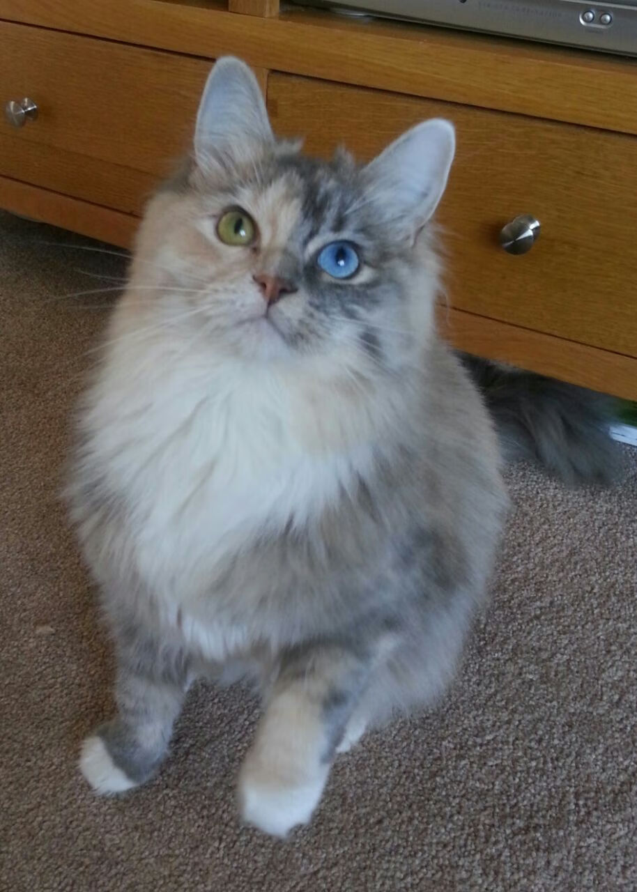 TL战术风格大变革，lbt战术