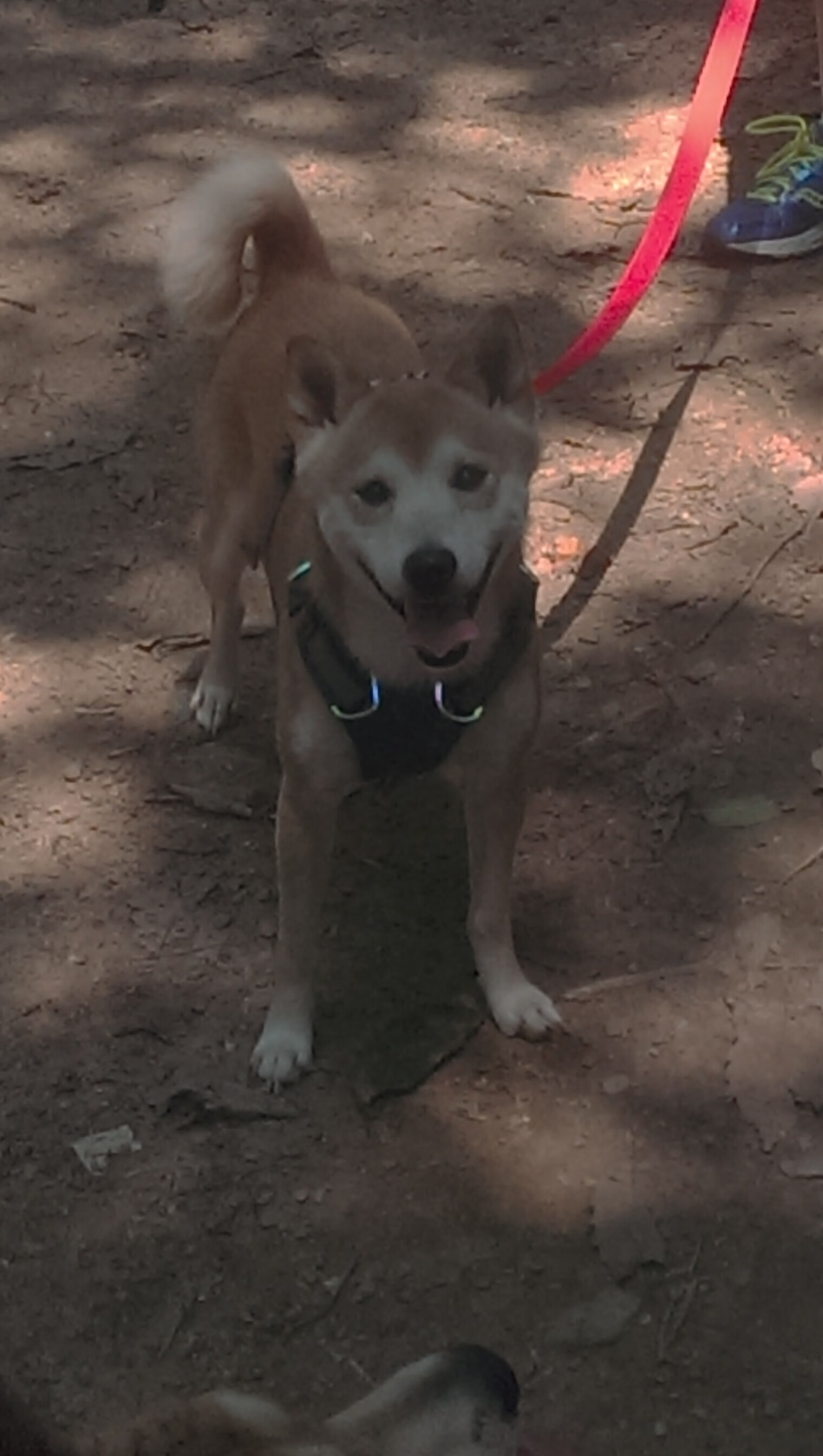 爱游戏服务-乌拉圭队在世界杯预选赛中遭遇平局，主帅表示将进行战术调整，乌拉圭国家队世预赛