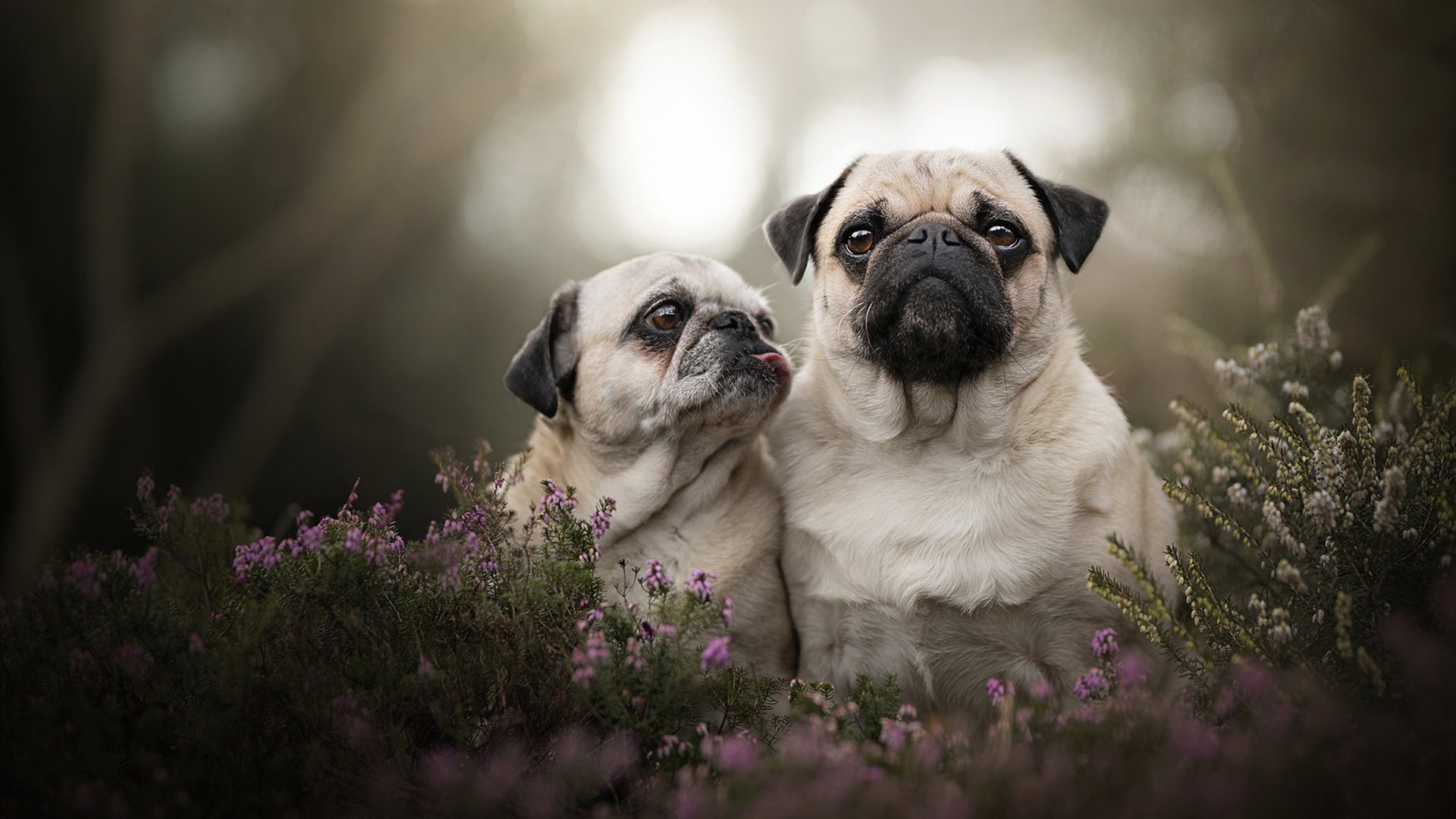 全场田径百米飞人大战成焦点，百米飞人比赛