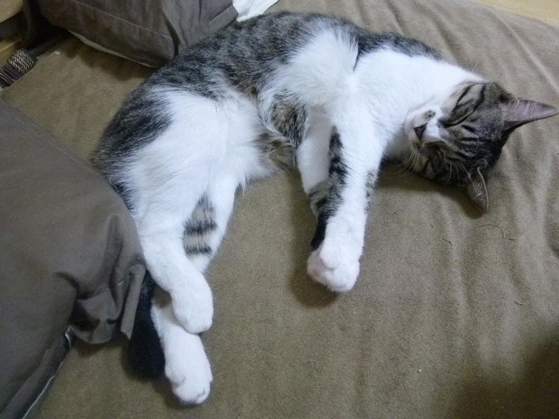 切尔西女足主场球迷互动活动，切尔西女足主场球迷互动活动视频