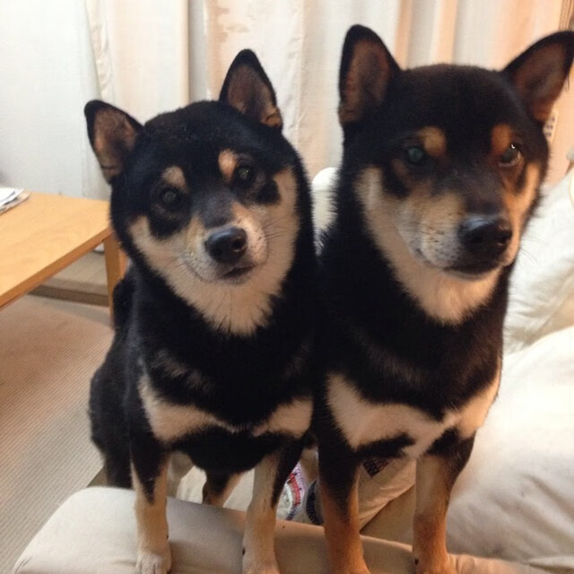 塞尔维亚雄起，瓦迪特敖尔率队进军淘汰，瓦耶特鲁塞尔