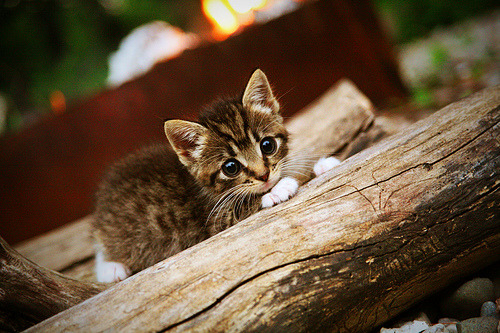 意甲赛场上出现了一次技惊四座的进球，意甲进球集锦