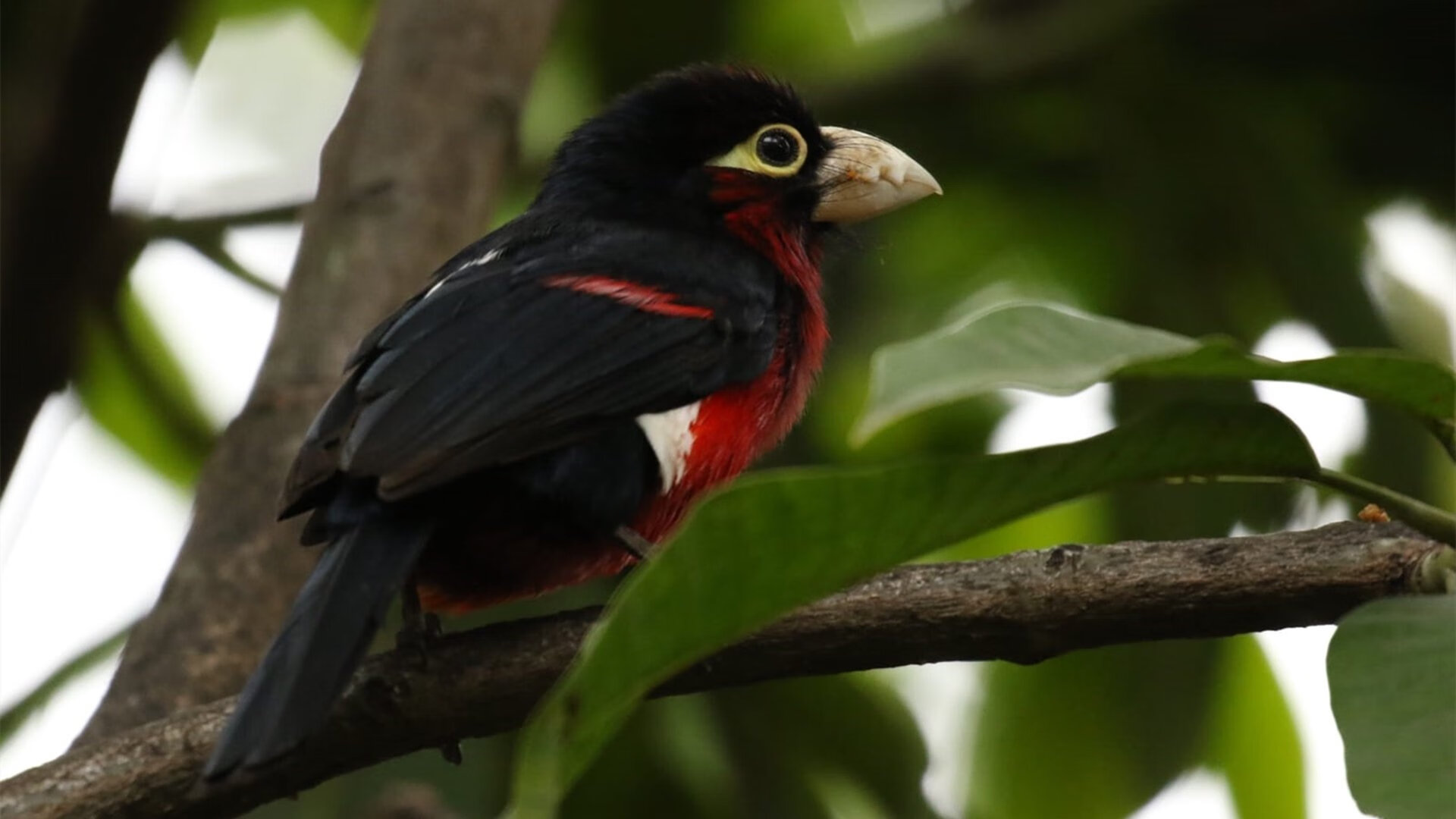阿尔阿赫利球队精神面貌焕然一新，艾尔阿赫利
