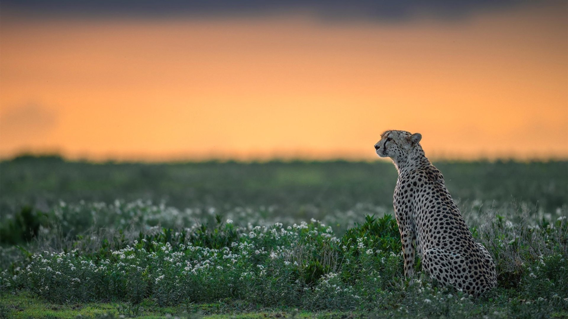 中国篮球职业联赛裁判员执法能力提升路径，中国篮协裁判员管理条例暨实施细则