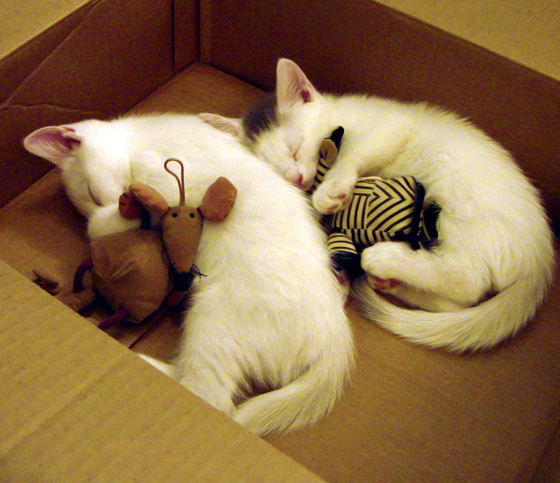 中国足球比赛主力球员出场频率分析,中国足球队上场队员