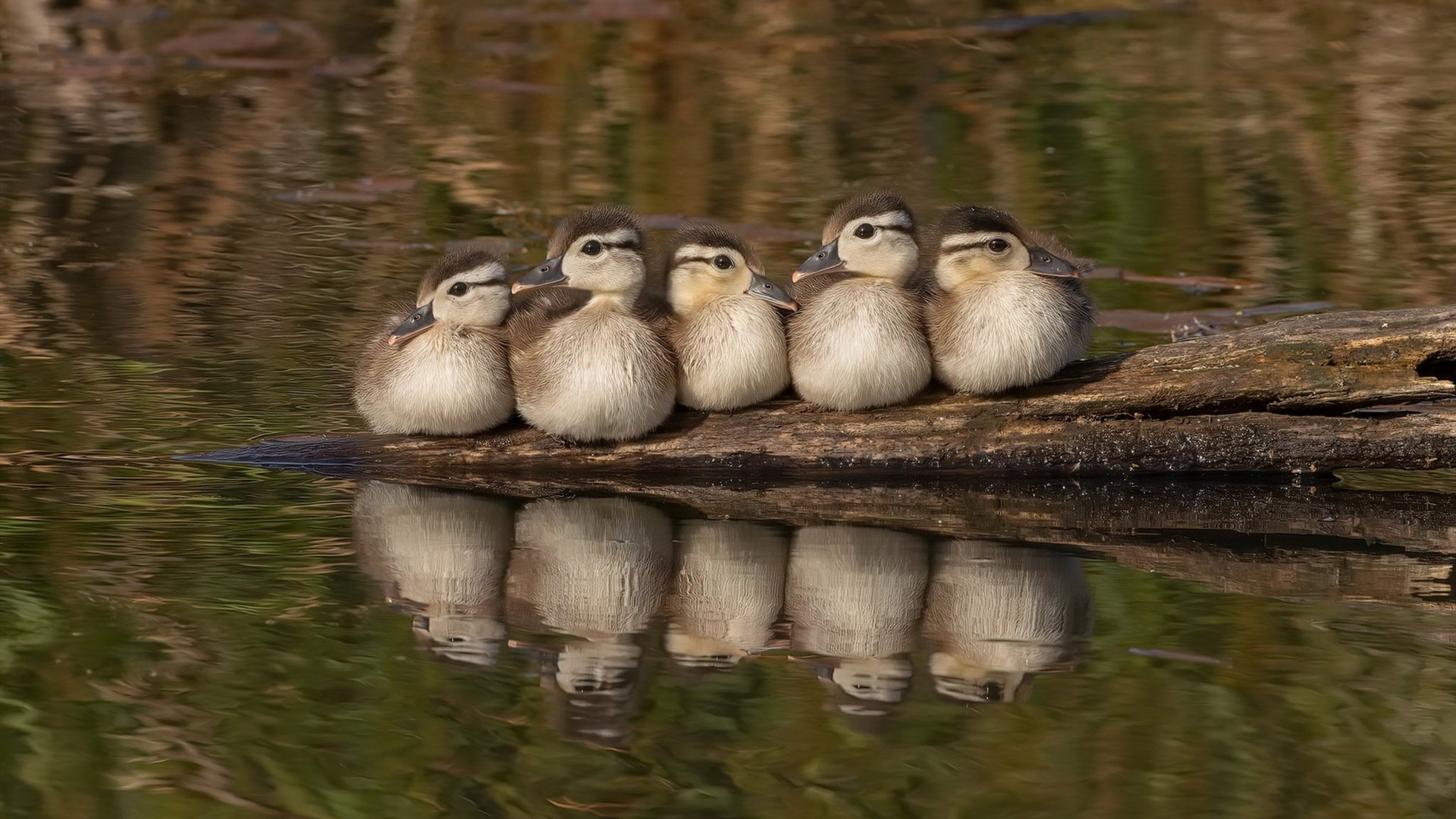 全国垒球赛决赛广东队实现逆转，垒球锦标赛