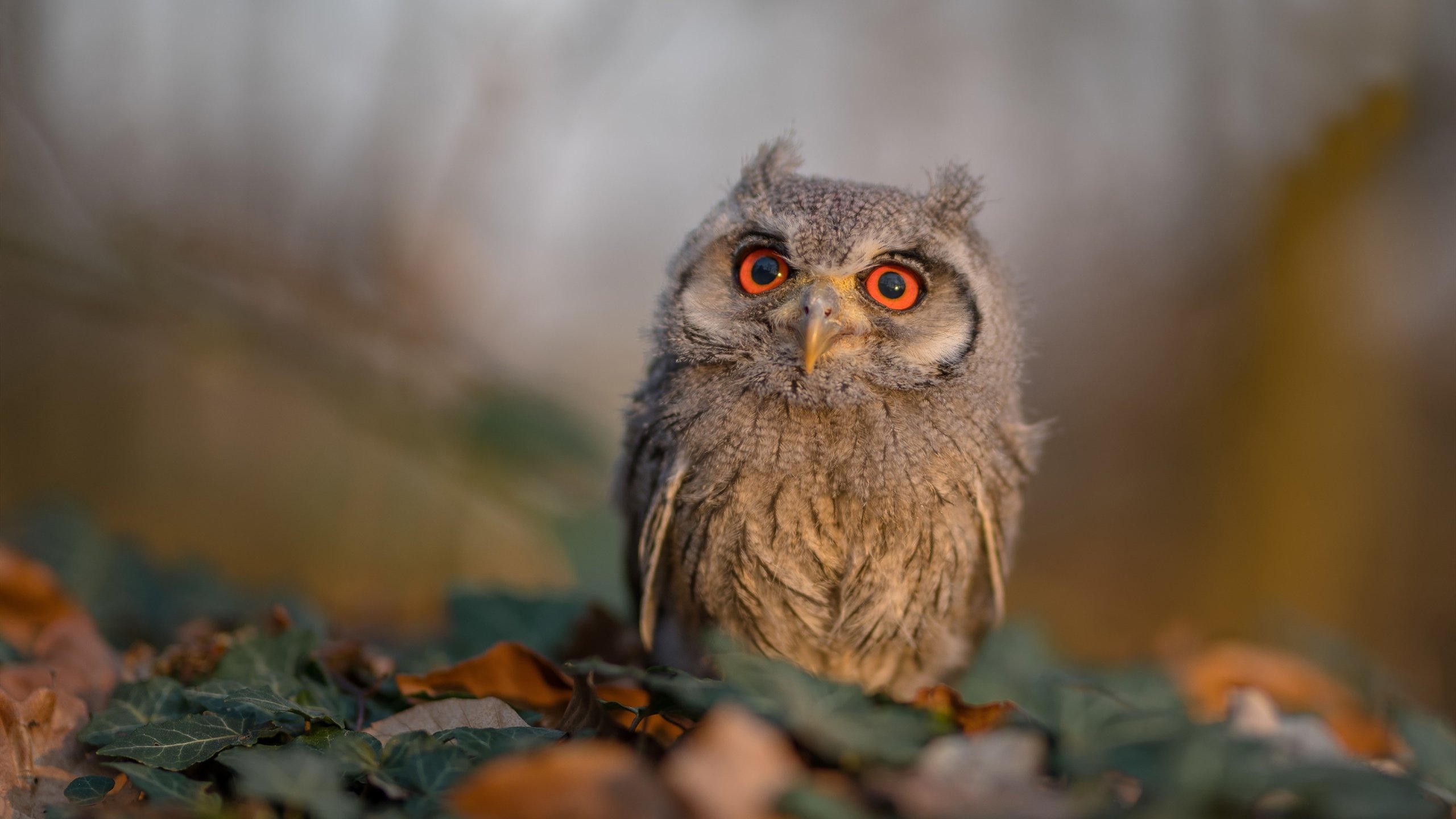 Chinese Taipei展现无畏精神,2024混合团体世界杯成功晋级,世界杯团体赛