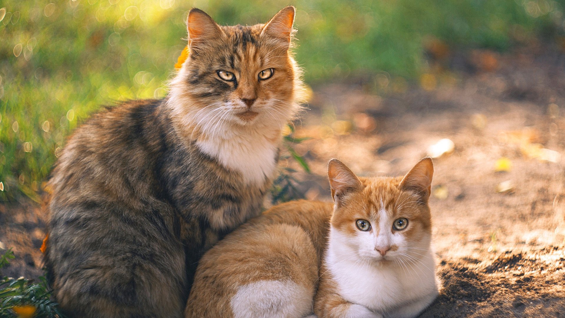 中国香港队赛制分析:如何通过战术调整突破团体赛中的困境,香港队再添一枚金牌